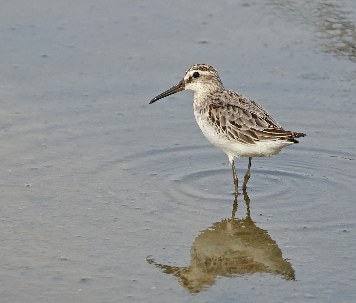 Broad-billed Sandpiper - ML643020914