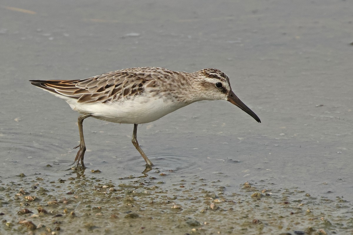 Broad-billed Sandpiper - ML643020915