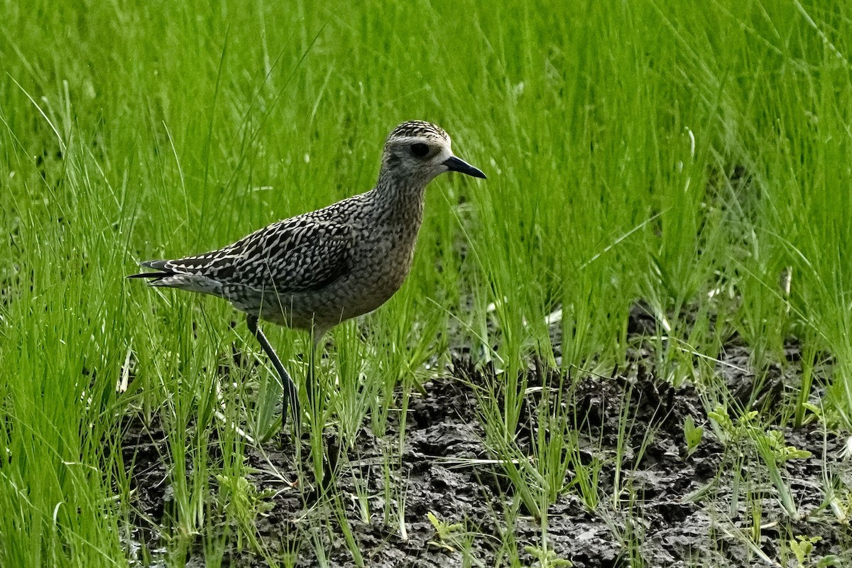 Pacific Golden-Plover - ML643020937