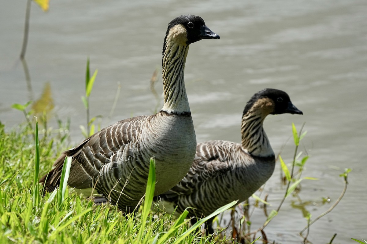 Hawaiian Goose - ML643020945