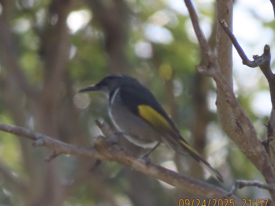 Crescent Honeyeater - ML643020968