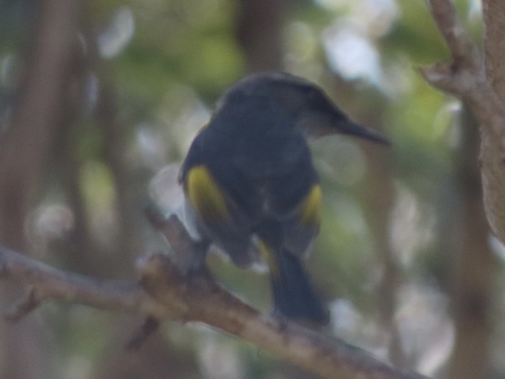 Crescent Honeyeater - ML643020969