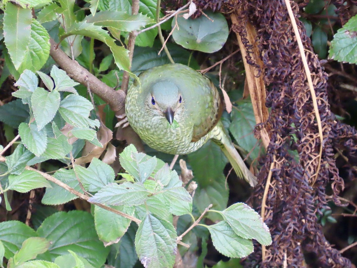 Satin Bowerbird - ML643020983
