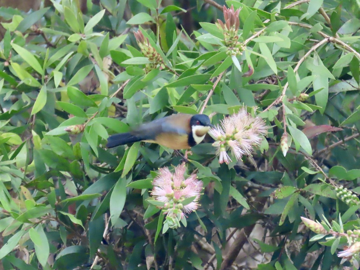 Eastern Spinebill - ML643020993