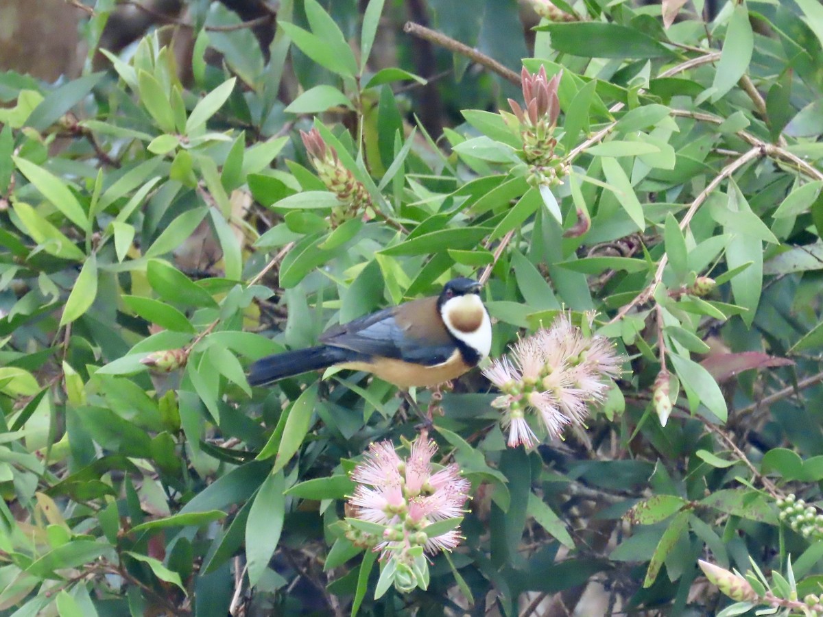 Eastern Spinebill - ML643020994