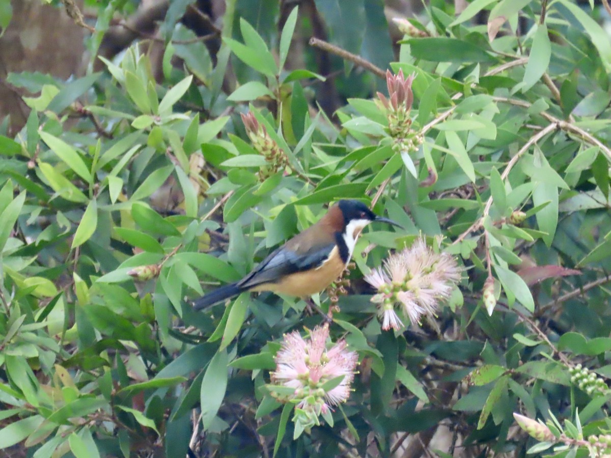 Eastern Spinebill - ML643020995