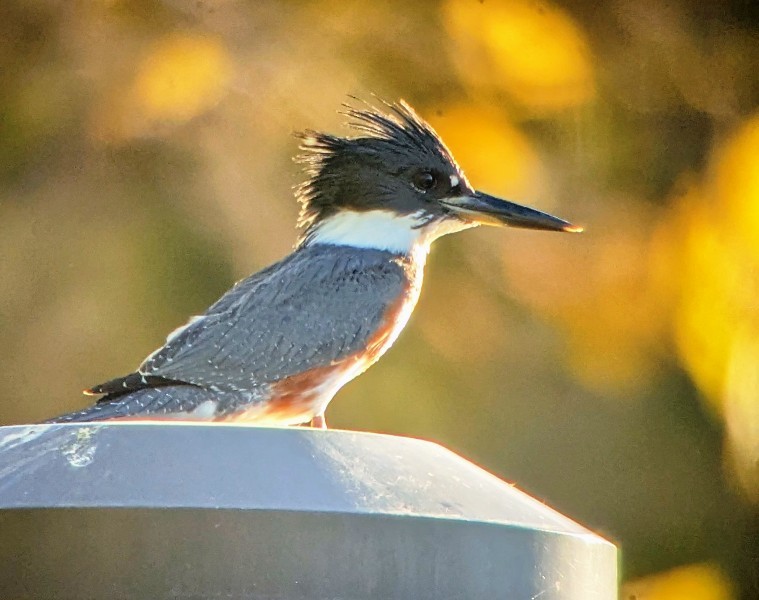 Belted Kingfisher - ML643020997