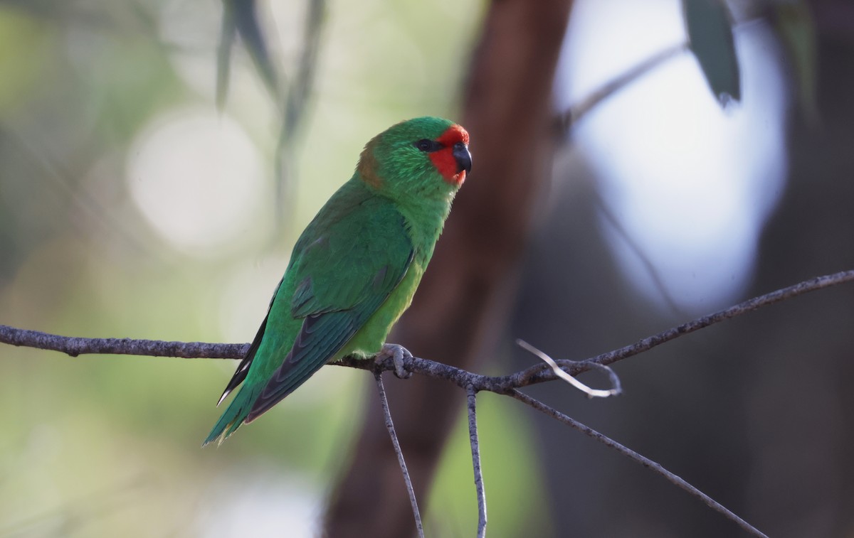 Little Lorikeet - ML643021004
