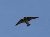 Tree Martin - ML643021005