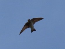 Tree Martin - ML643021006