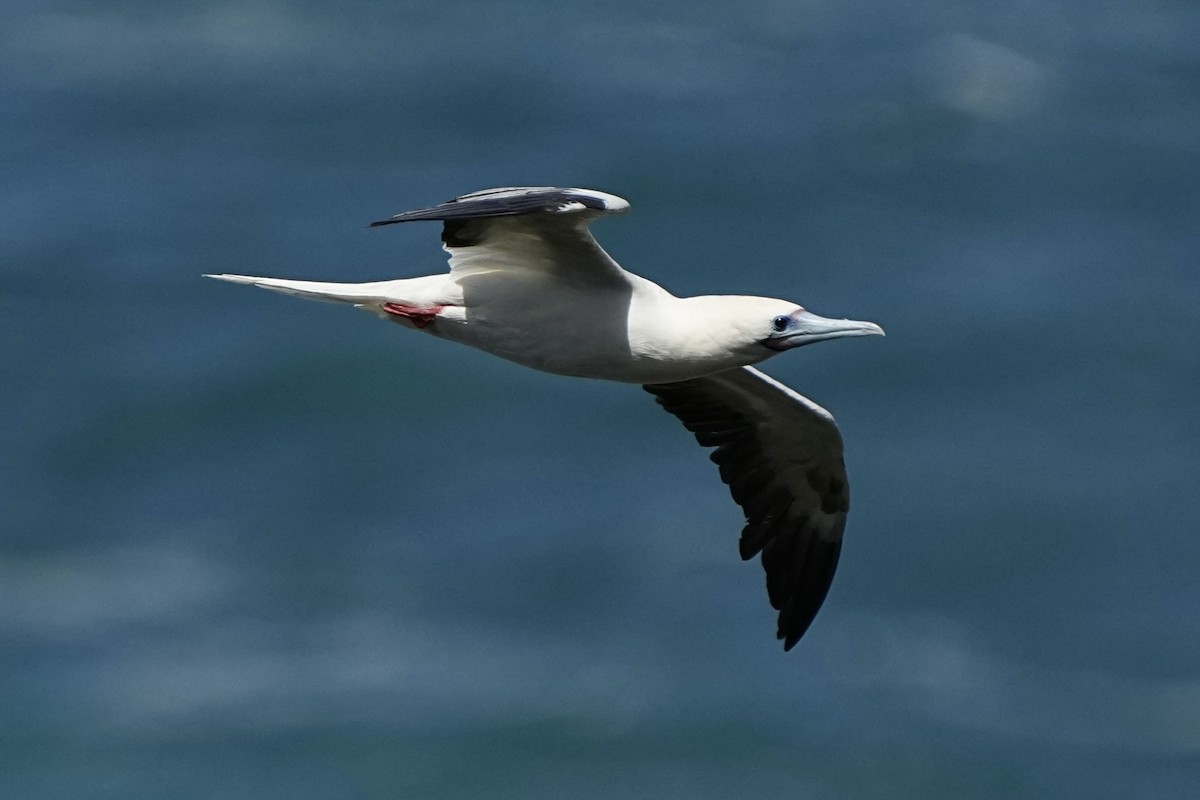 Red-footed Booby - ML643021010