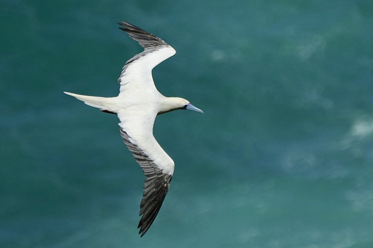 Red-footed Booby - ML643021011