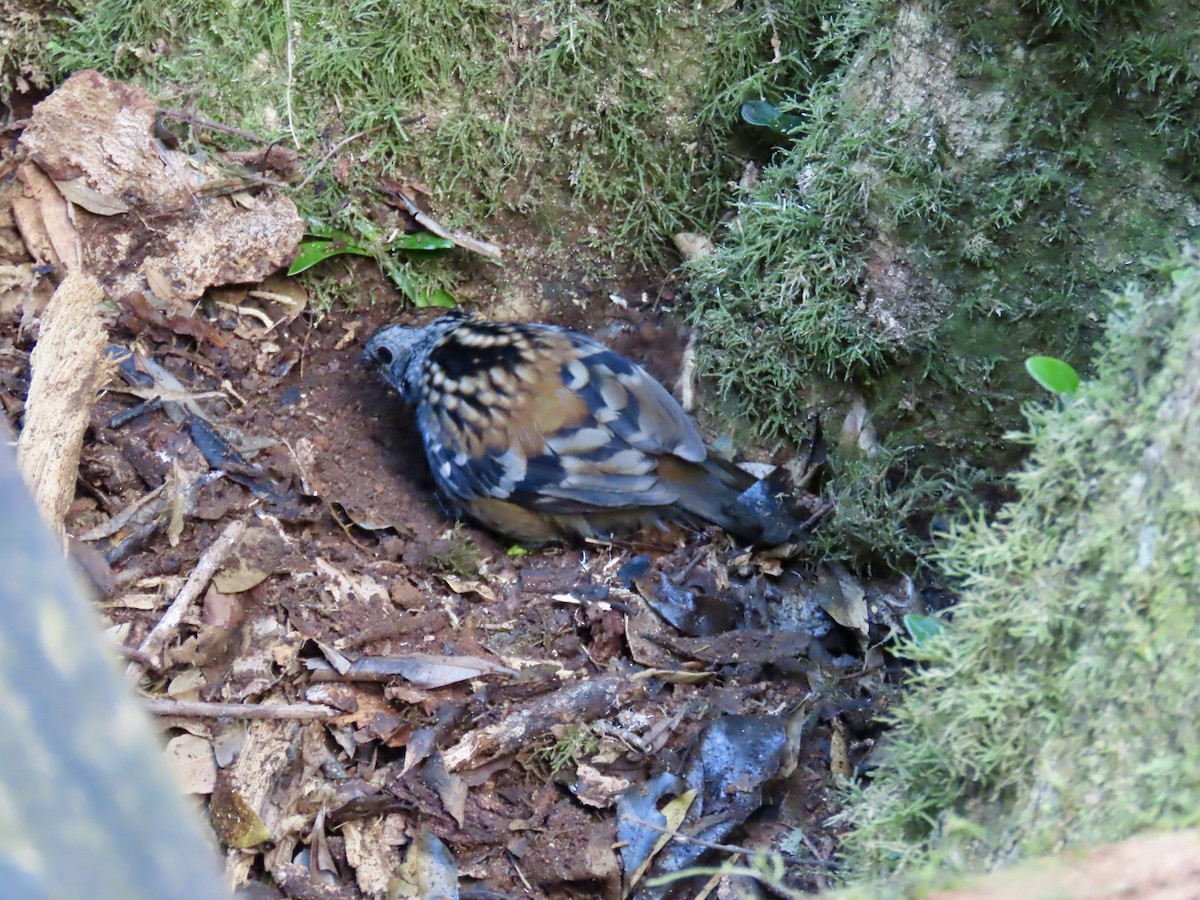Australian Logrunner - ML643021038
