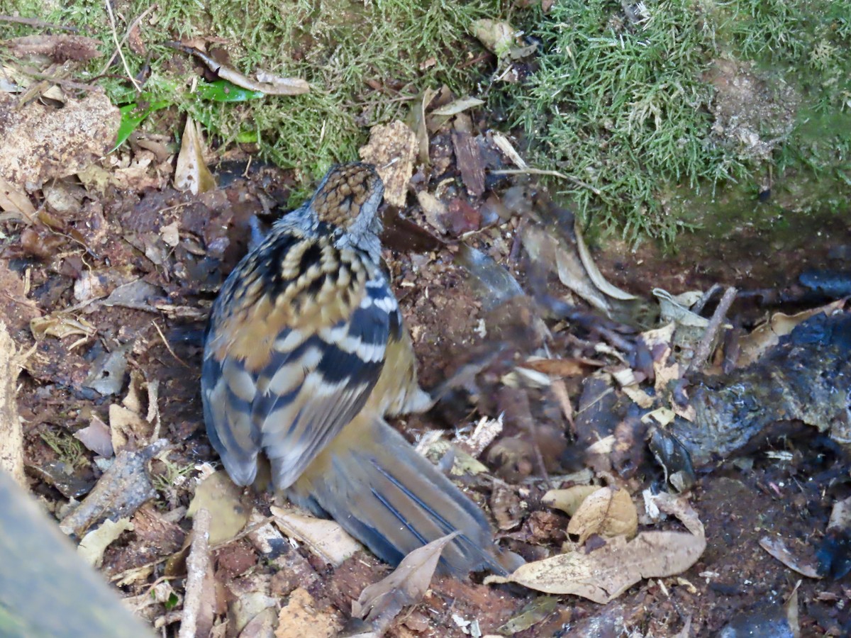 Australian Logrunner - ML643021039