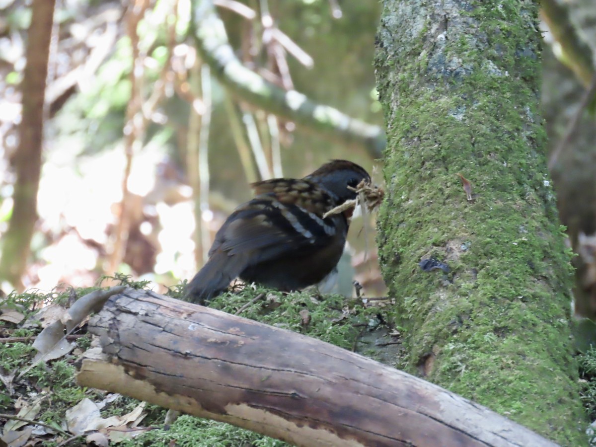 Australian Logrunner - ML643021040