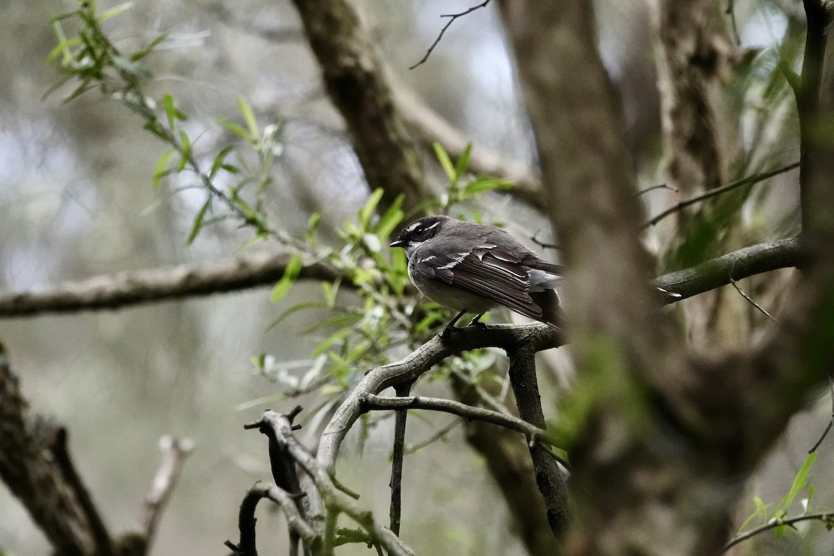Gray Fantail - ML643021057