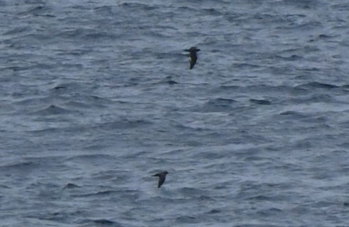 Least Storm-Petrel - ML643021058