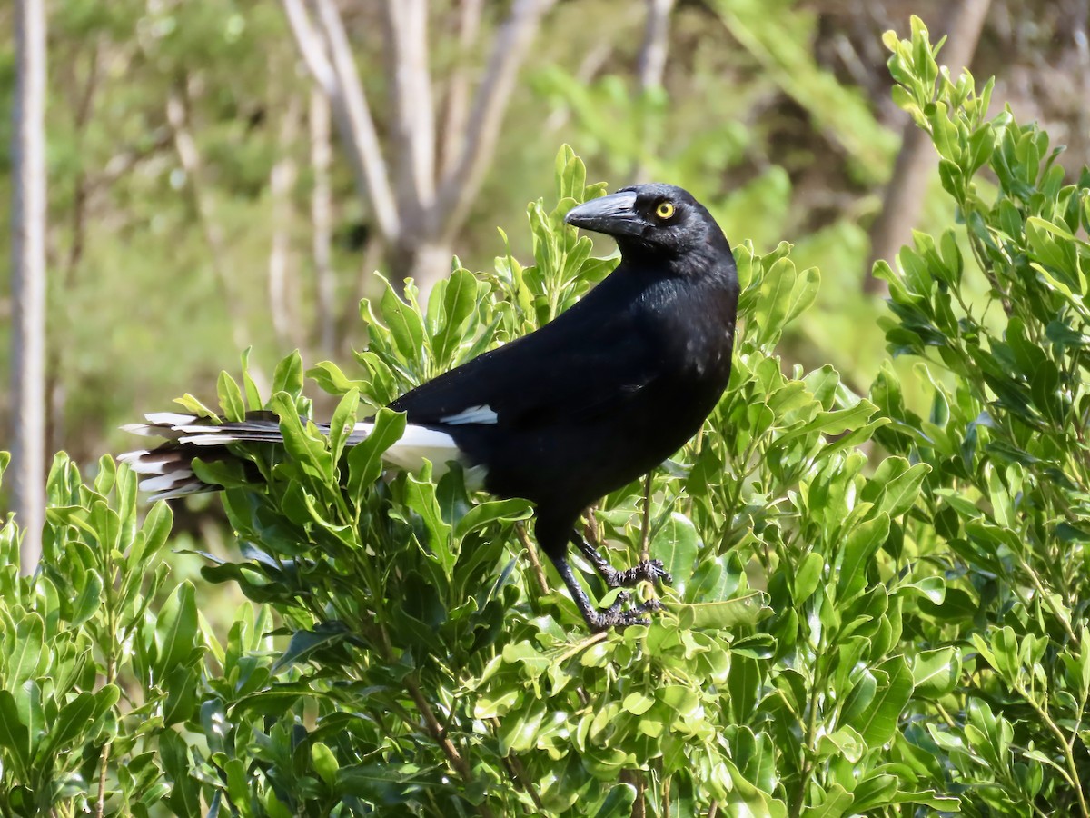 Pied Currawong - ML643021060