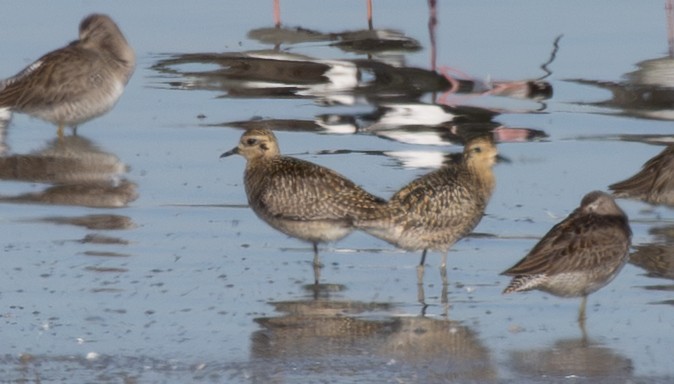 Pacific Golden-Plover - ML643021063
