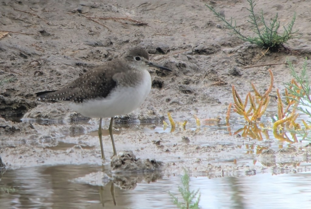 Solitary Sandpiper - ML643021066