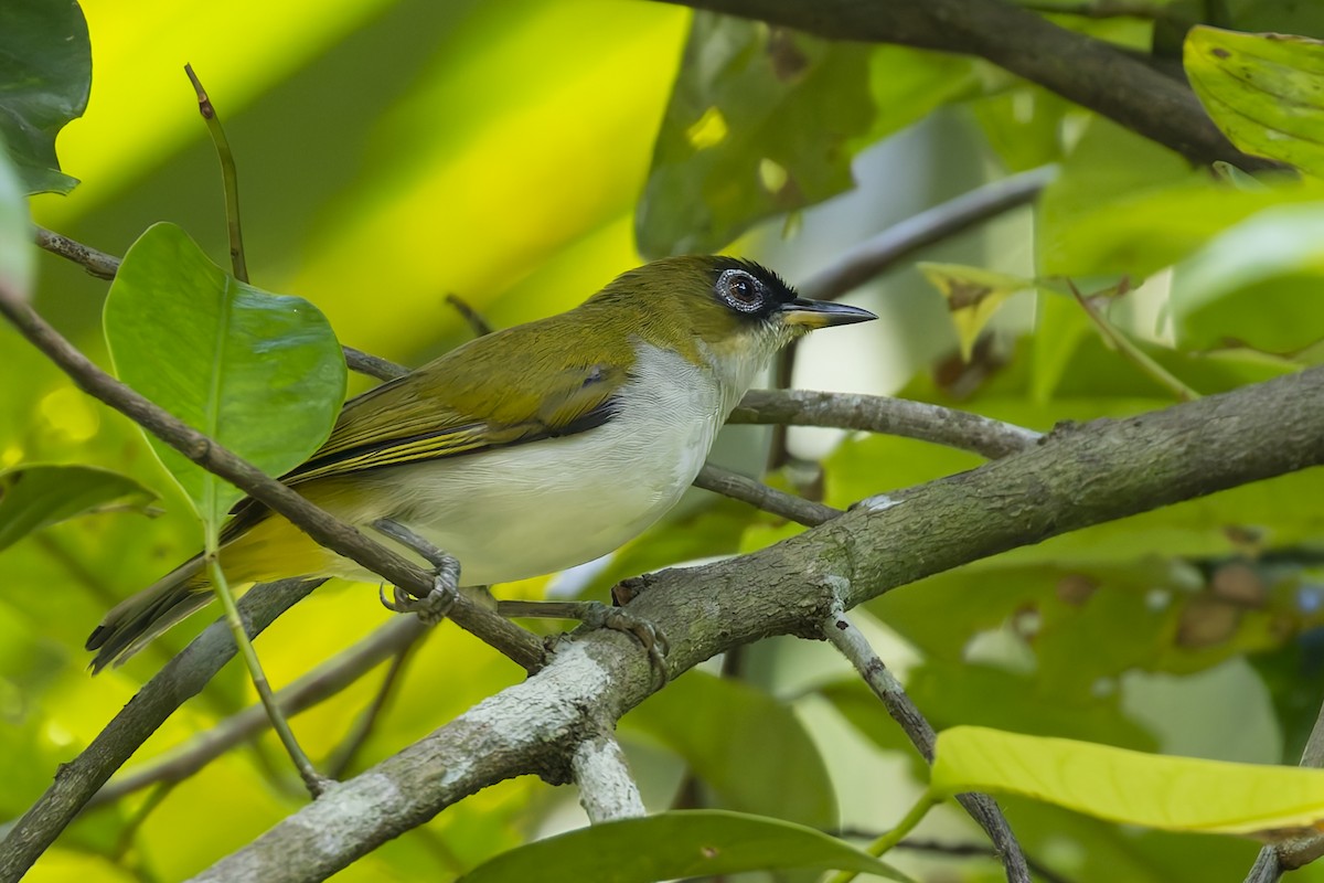 Cream-throated White-eye - ML643021068