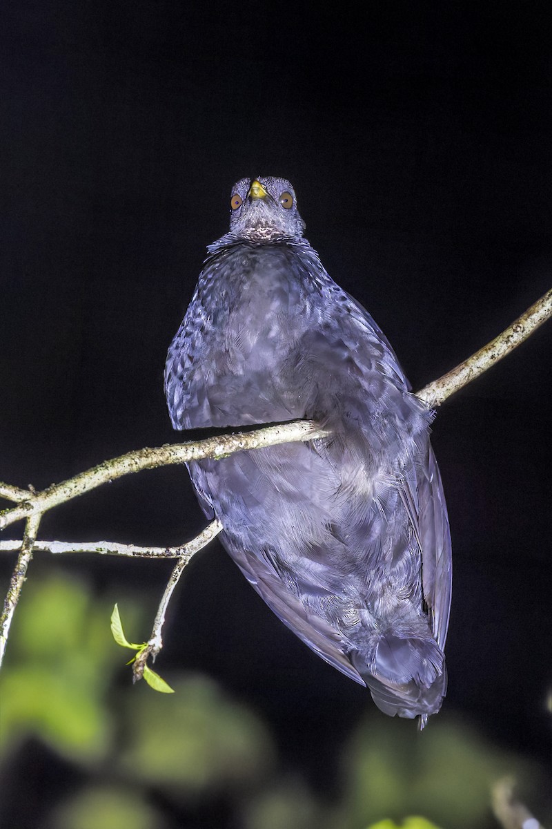 Dusky Megapode - ML643021079