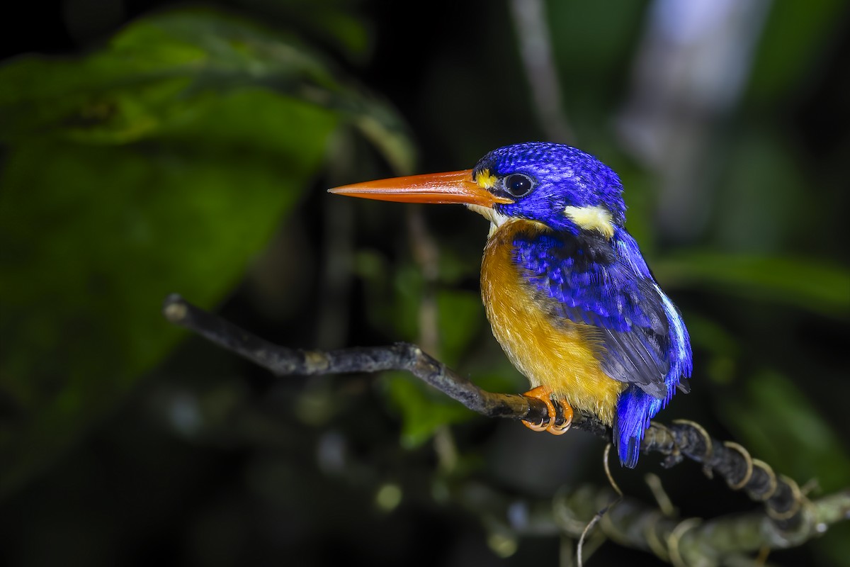 Moluccan Dwarf-Kingfisher - ML643021084
