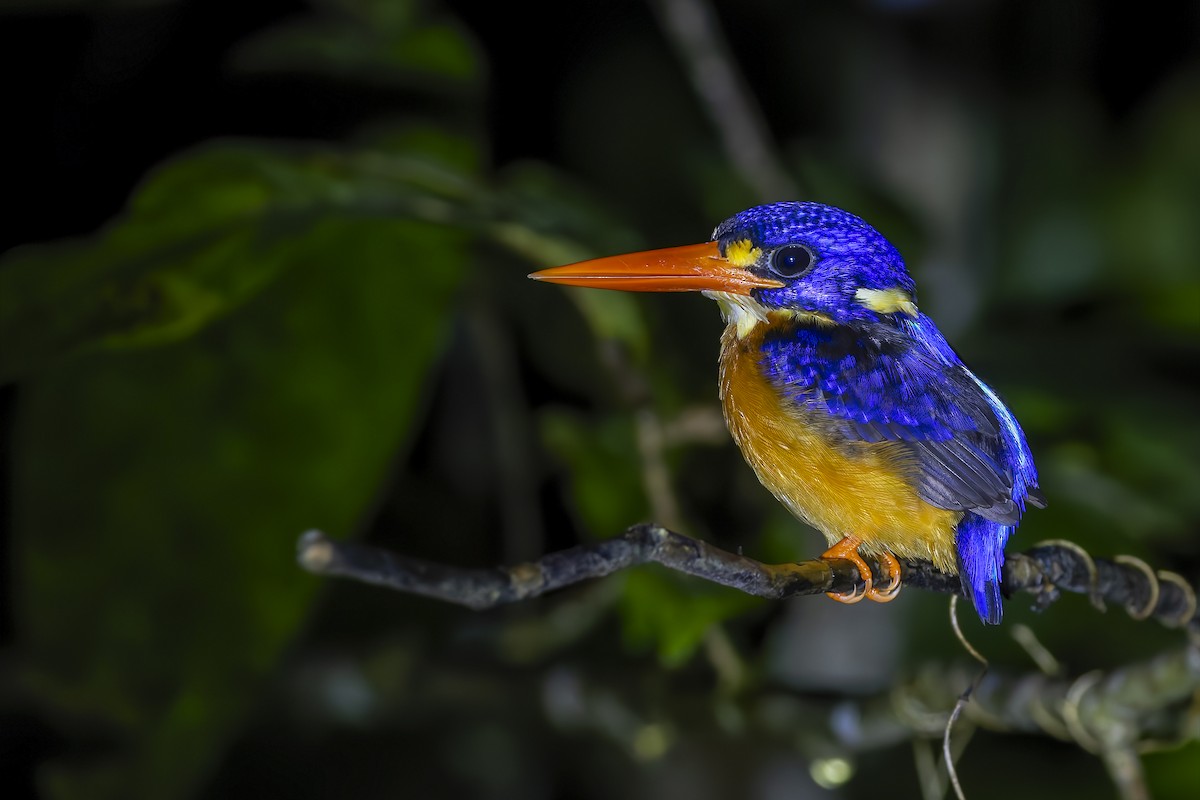 Moluccan Dwarf-Kingfisher - ML643021085