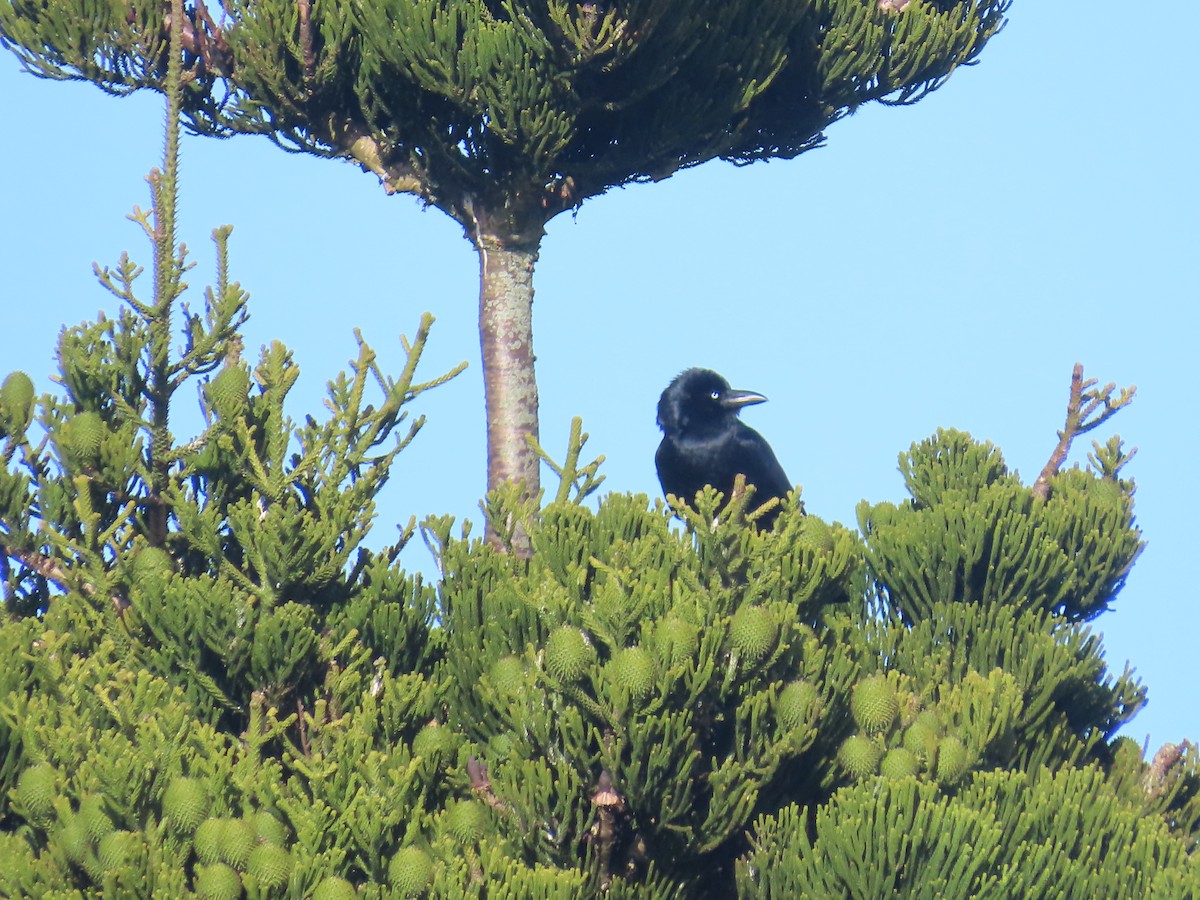 Torresian Crow - ML643021089