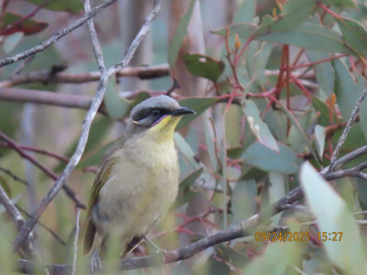 Purple-gaped Honeyeater - ML643021097