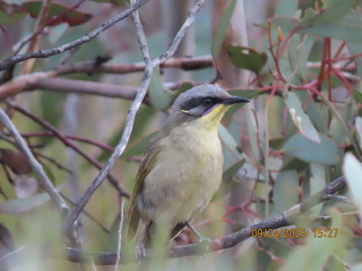 Purple-gaped Honeyeater - ML643021102