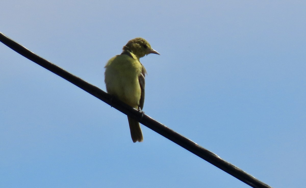 hagetrupial - ML643021118