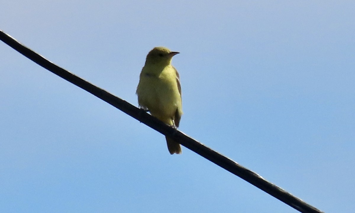 hagetrupial - ML643021119