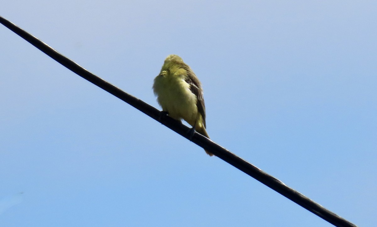 hagetrupial - ML643021120