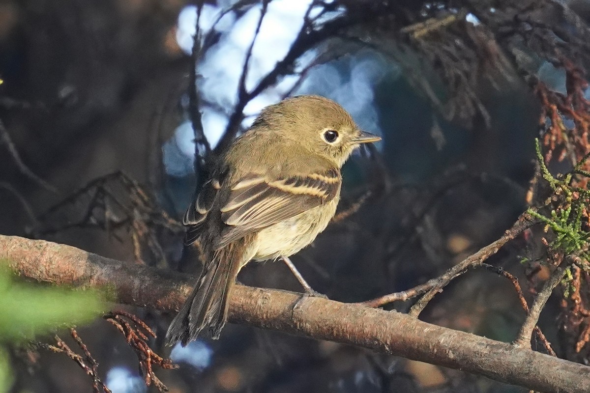 Western Flycatcher - ML643021135