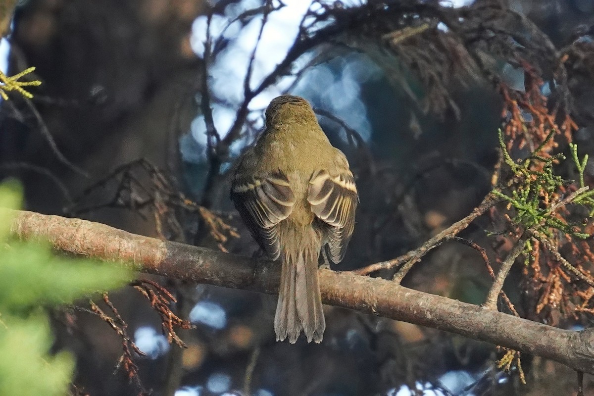 Western Flycatcher - ML643021136