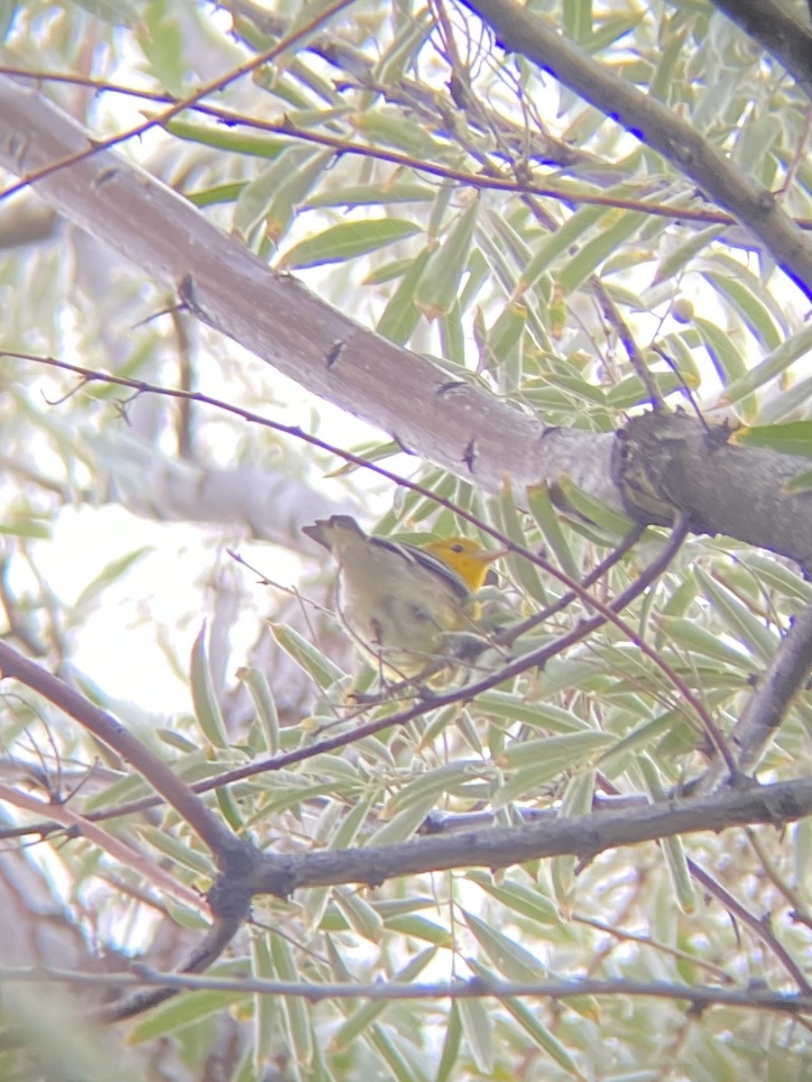 Prothonotary Warbler - ML643021139