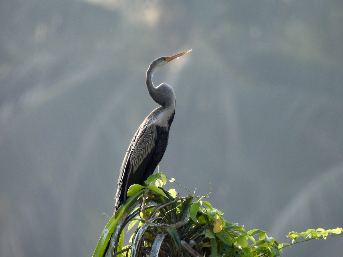 Oriental Darter - ML643021141