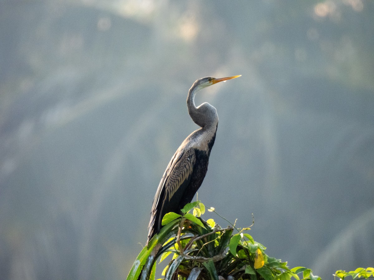 Oriental Darter - ML643021142