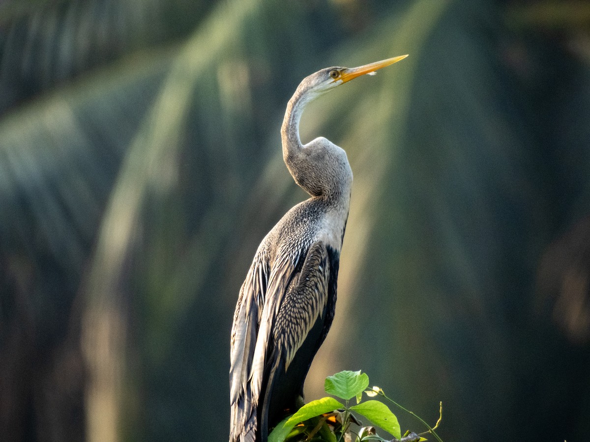 Oriental Darter - ML643021143