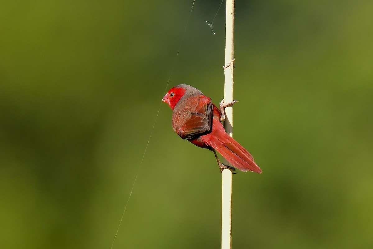 Crimson Finch (Black-bellied) - ML643021145