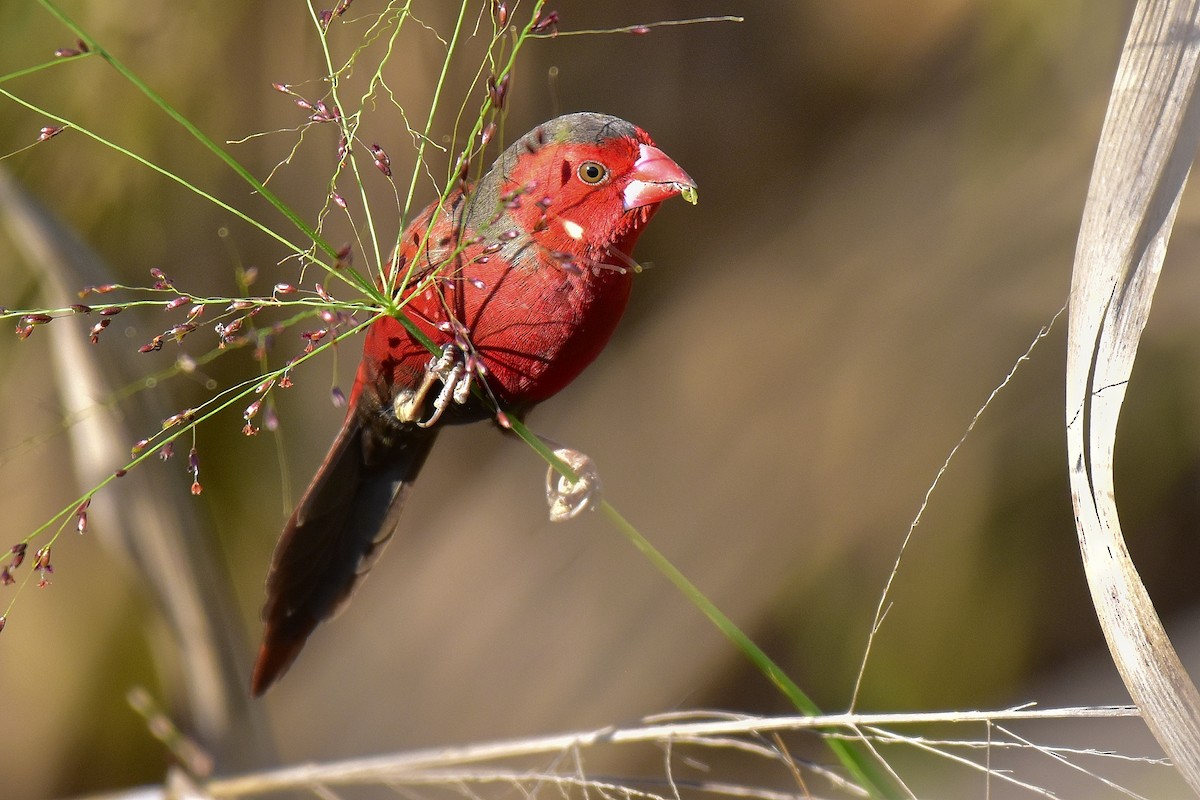 Crimson Finch (Black-bellied) - ML643021146
