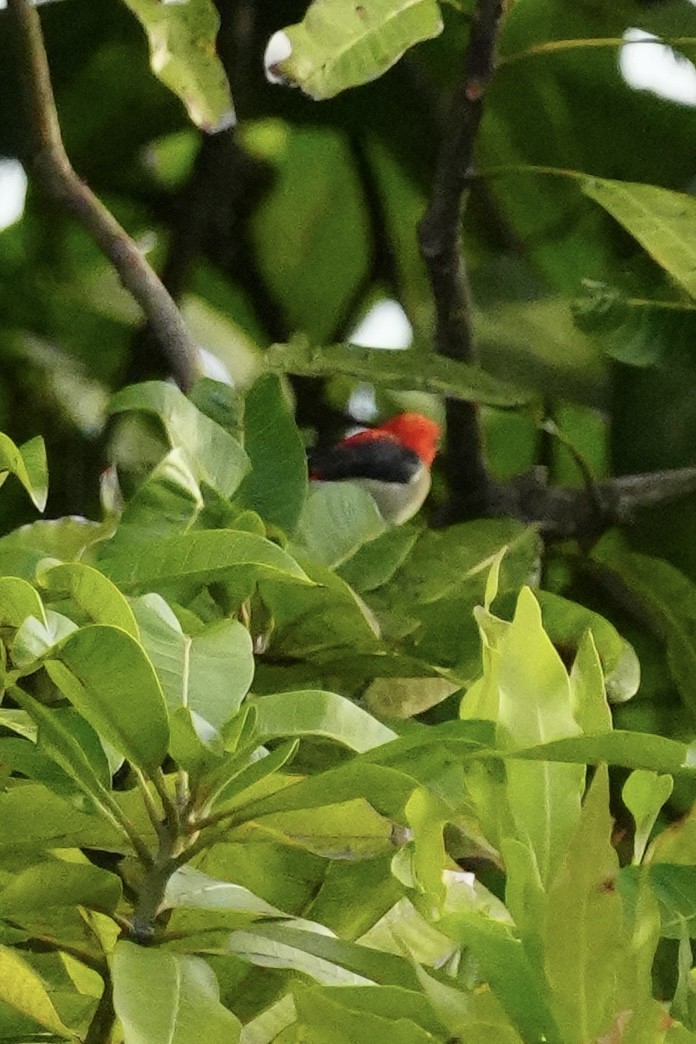 Scarlet-headed Flowerpecker - ML643021151