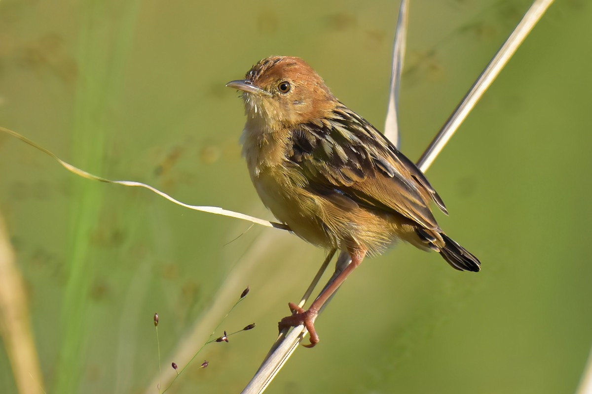 Golden-headed Cisticola - ML643021152