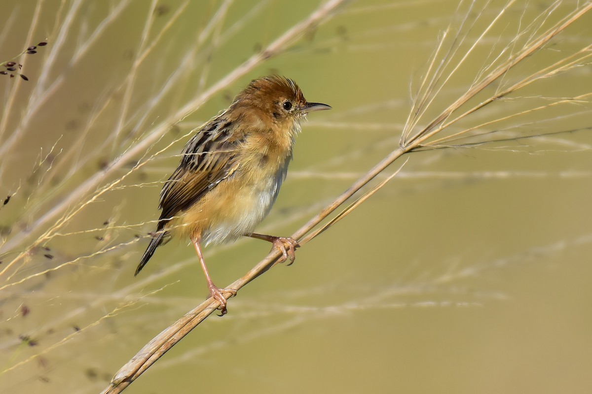 Golden-headed Cisticola - ML643021153