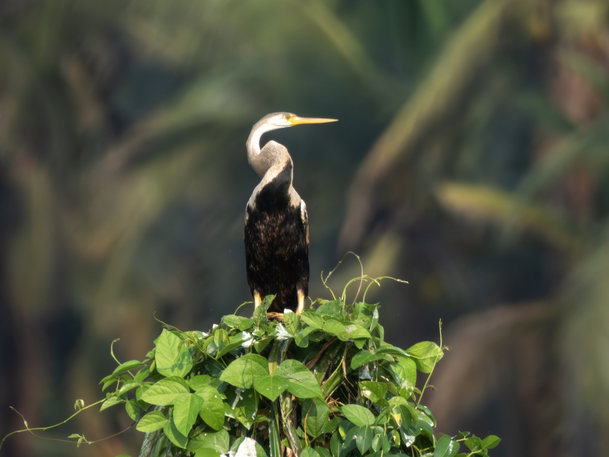 Oriental Darter - ML643021155