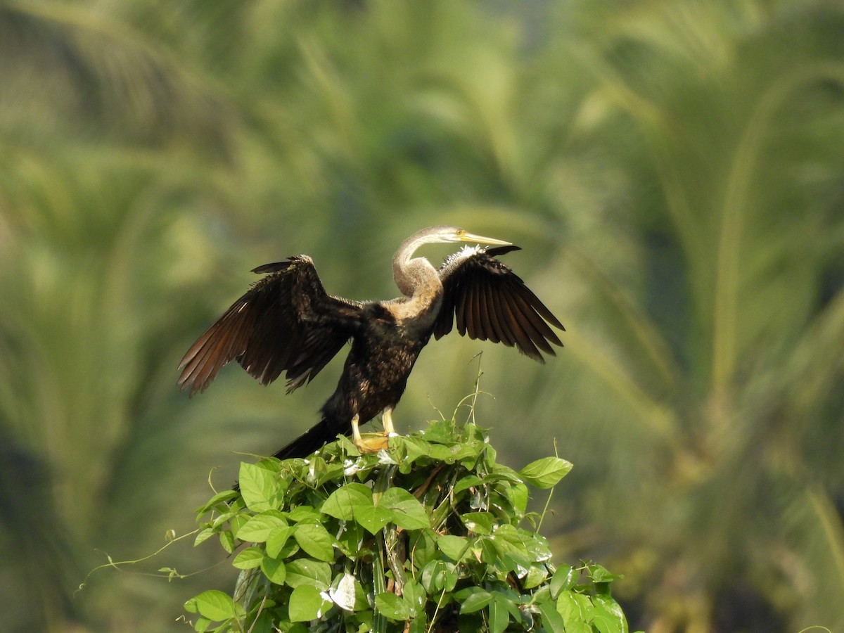 Oriental Darter - ML643021156