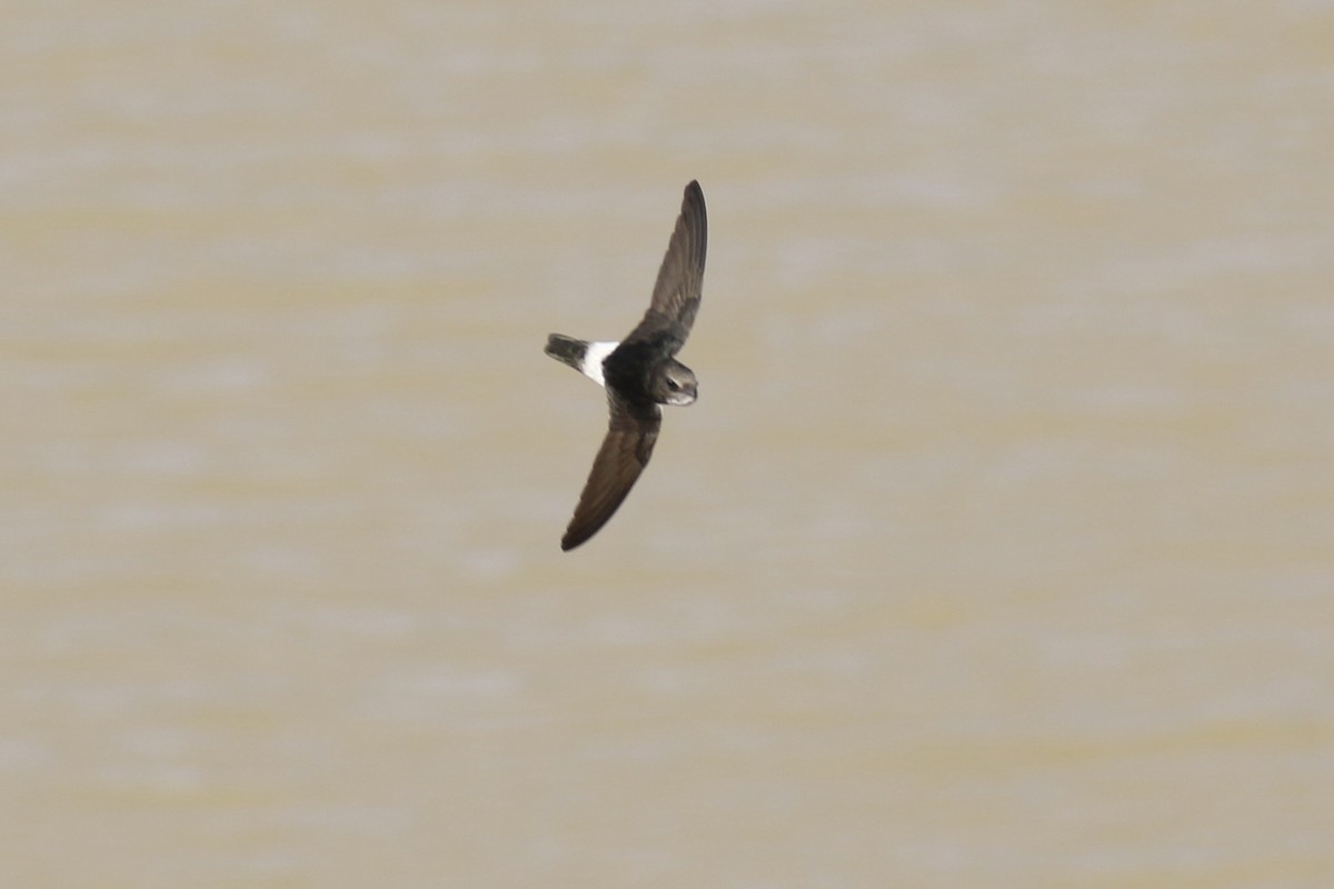 Horus Swift - ML643021157