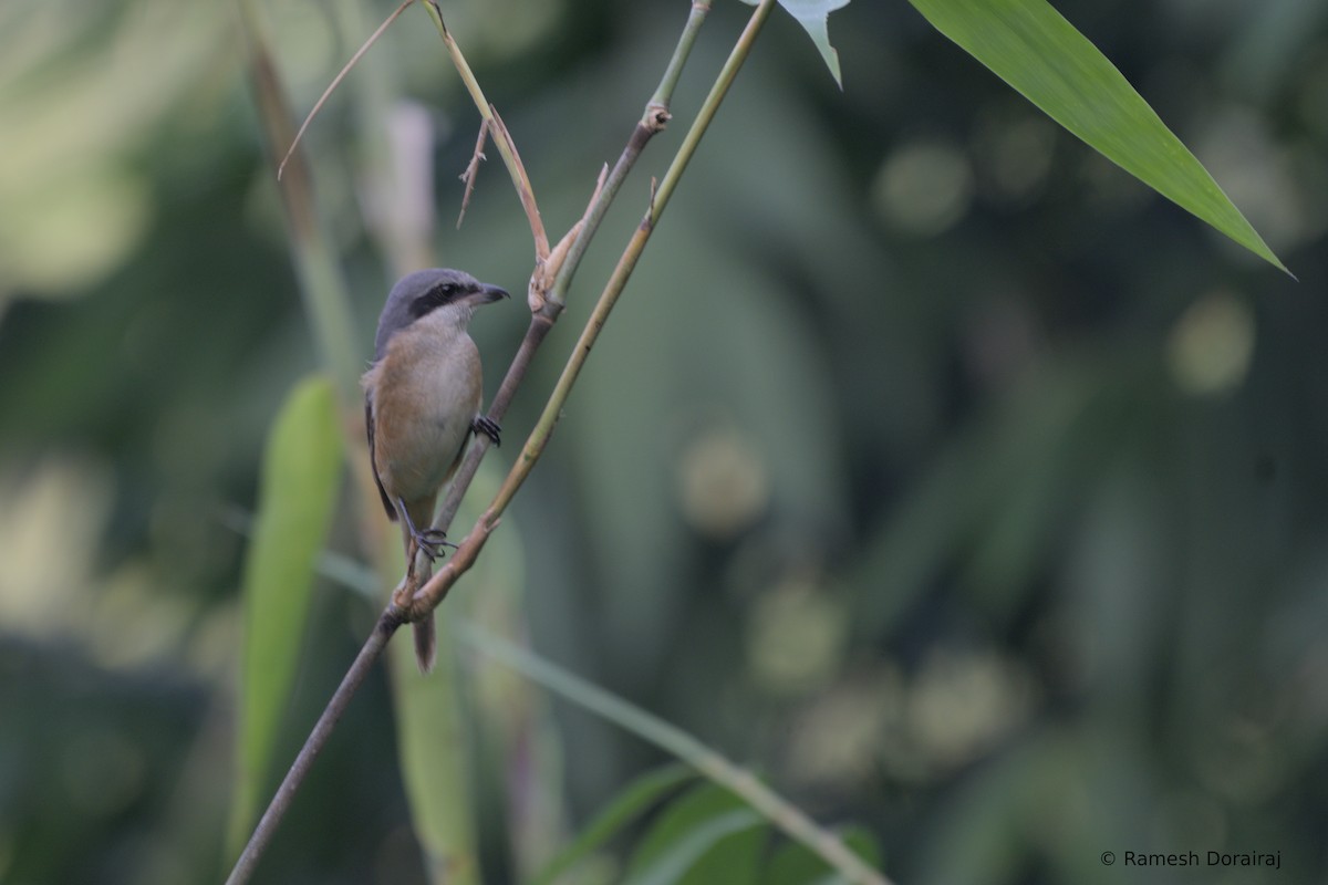 Gray-backed Shrike - ML643021158