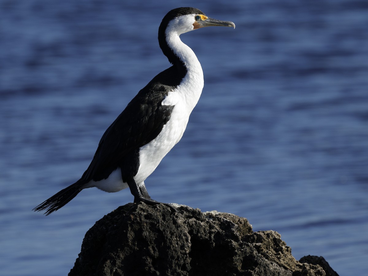 Pied Cormorant - ML643021161